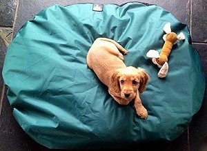 Puppy Dog Beds Oval Shape Doza Junior Waterproof  - Choose Size & Colour
